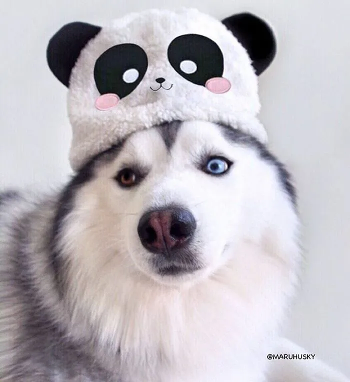 Este es Maru, el husky más feliz del mundo que es un panda en su interior