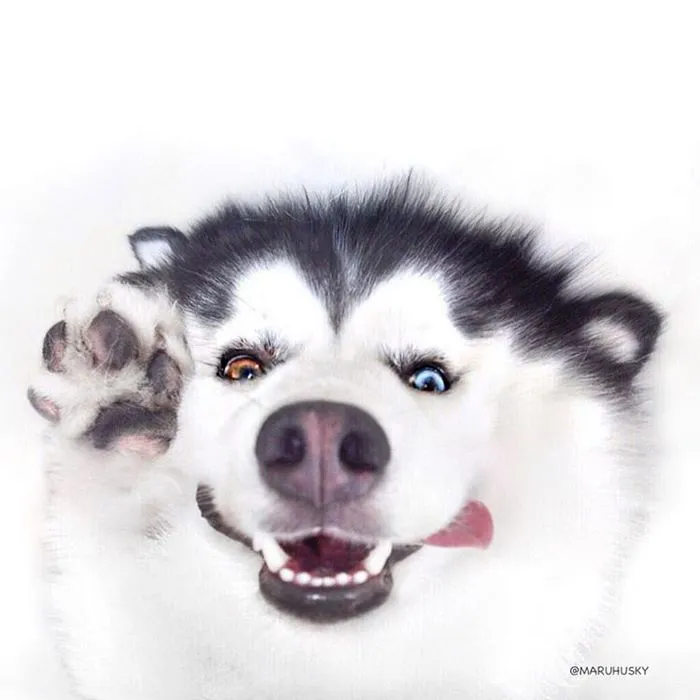 Este es Maru, el husky más feliz del mundo que es un panda en su interior