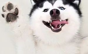Meet Maru, The Happiest Husky In The World That Is Secretly A Panda