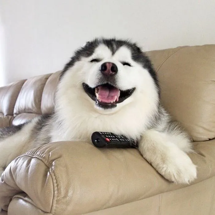 Este es Maru, el husky más feliz del mundo que es un panda en su interior