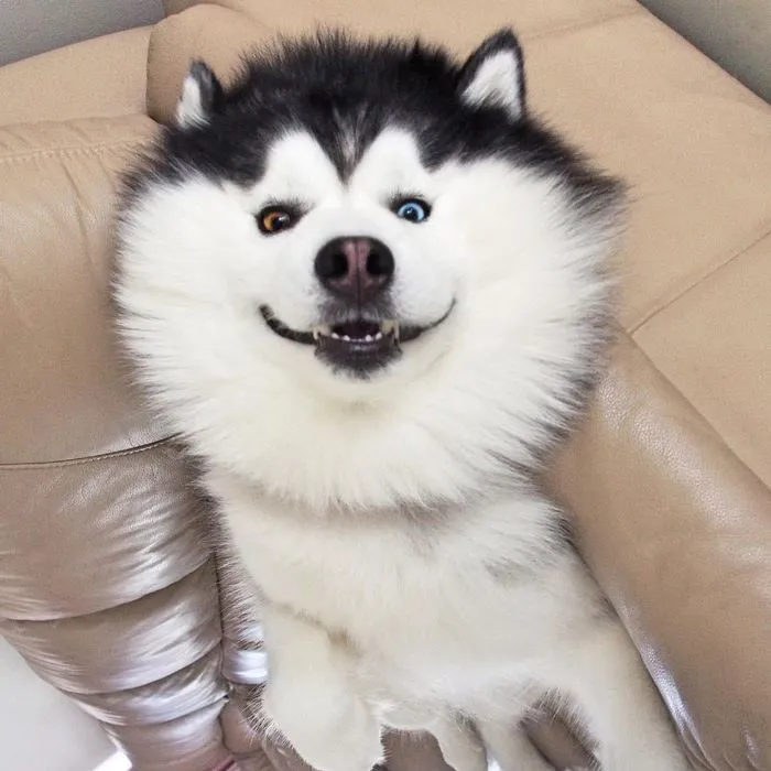 Husky Looks Like Panda
