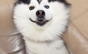 Meet Maru, The Happiest Husky In The World That Is Secretly A Panda