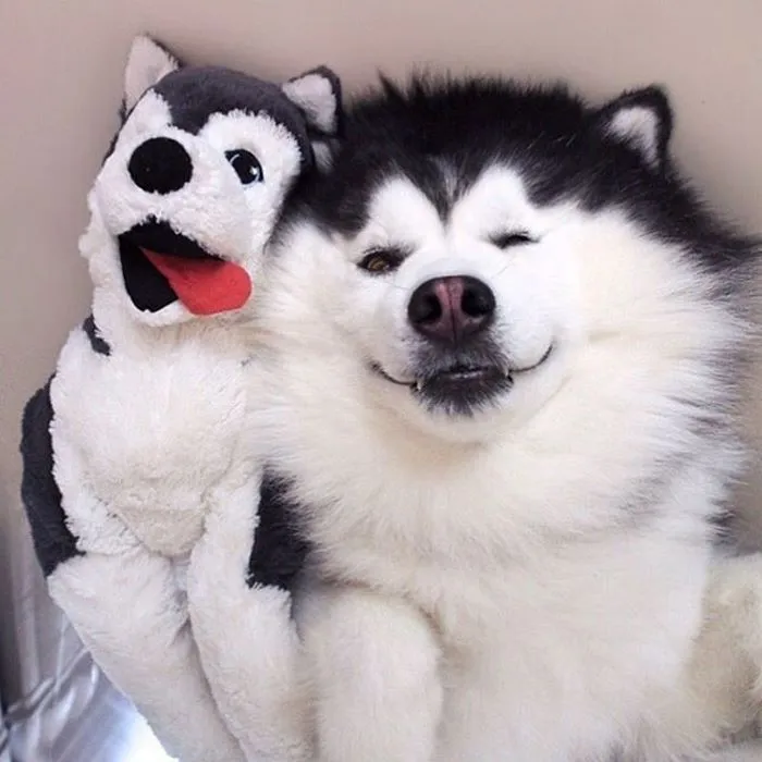 Meet Maru, The Happiest Husky In The World That Is Secretly A Panda