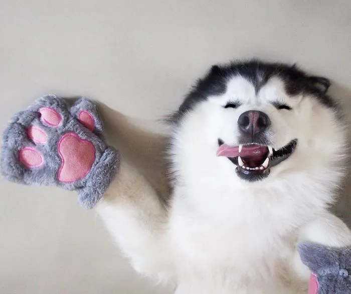Meet Maru, The Happiest Husky In The World That Is Secretly A Panda
