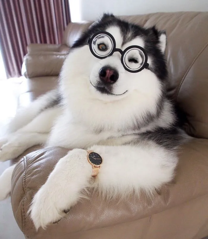 Meet Maru, The Happiest Husky In The World That Is Secretly A Panda