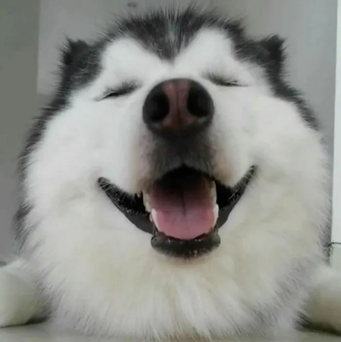 Meet Maru, The Happiest Husky In The World That Is Secretly A Panda