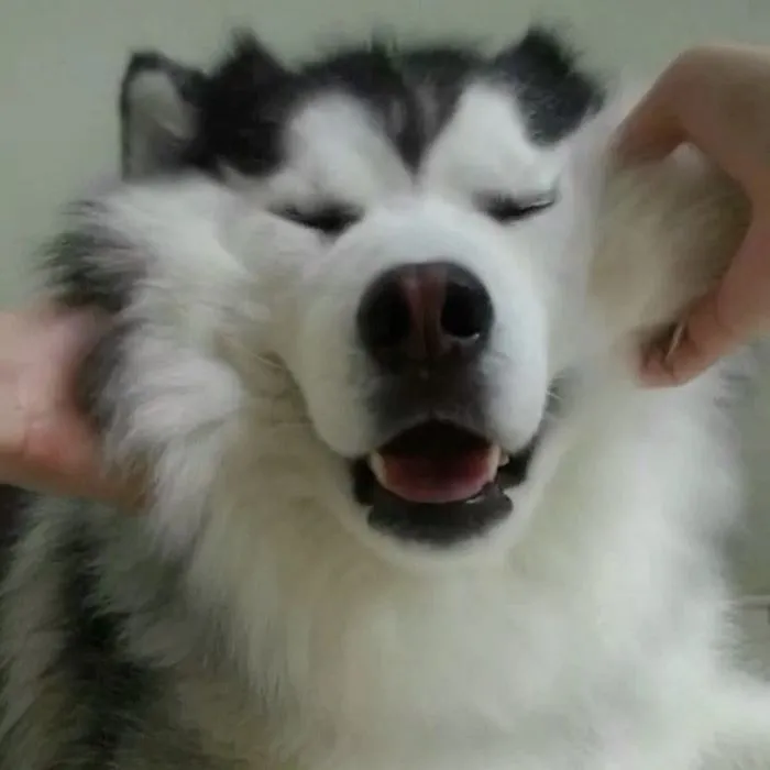 Meet Maru, The Happiest Husky In The World That Is Secretly A Panda
