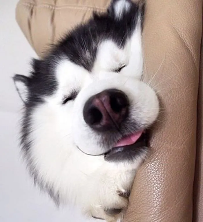 Este es Maru, el husky más feliz del mundo que es un panda en su interior