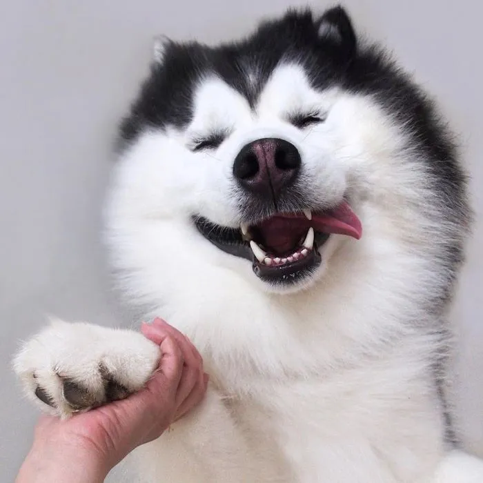 Meet Maru, The Happiest Husky In The World That Is Secretly A Panda
