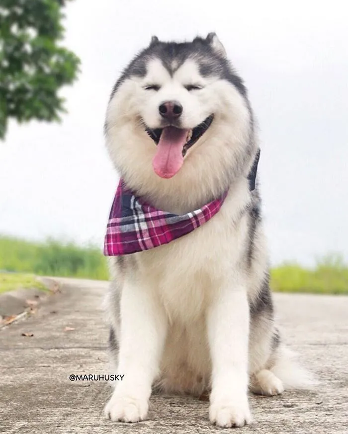 Meet Maru, The Happiest Husky In The World That Is Secretly A Panda