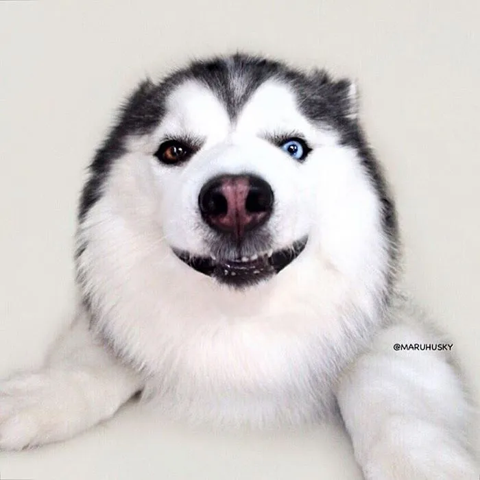Meet Maru, The Happiest Husky In The World That Is Secretly A Panda