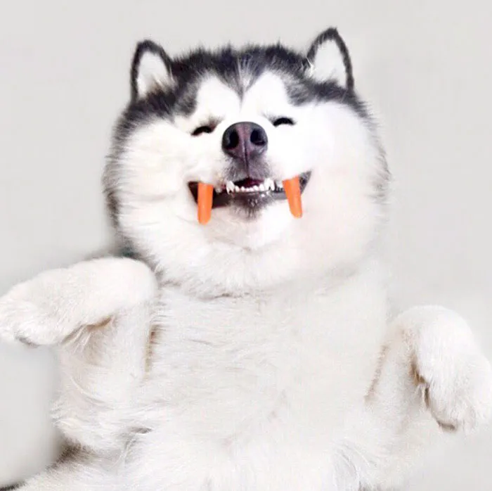 Este es Maru, el husky más feliz del mundo que es un panda en su interior