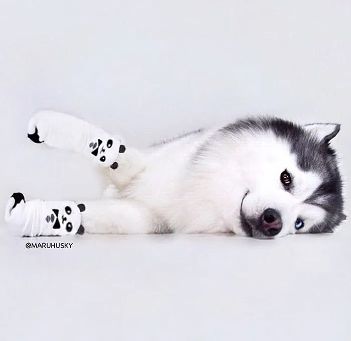 Meet Maru, The Happiest Husky In The World That Is Secretly A Panda
