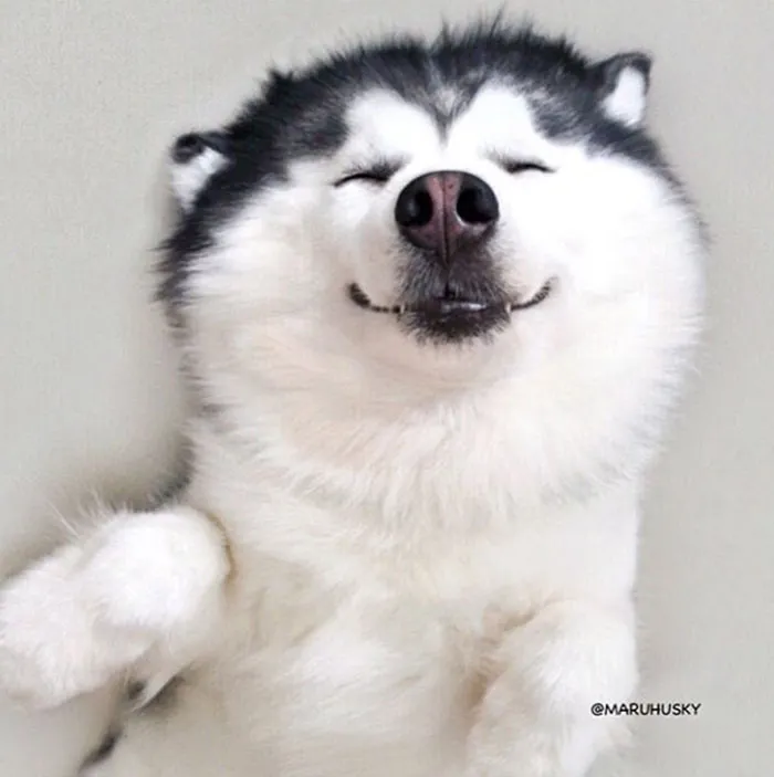 Meet Maru, The Happiest Husky In The World That Is Secretly A Panda