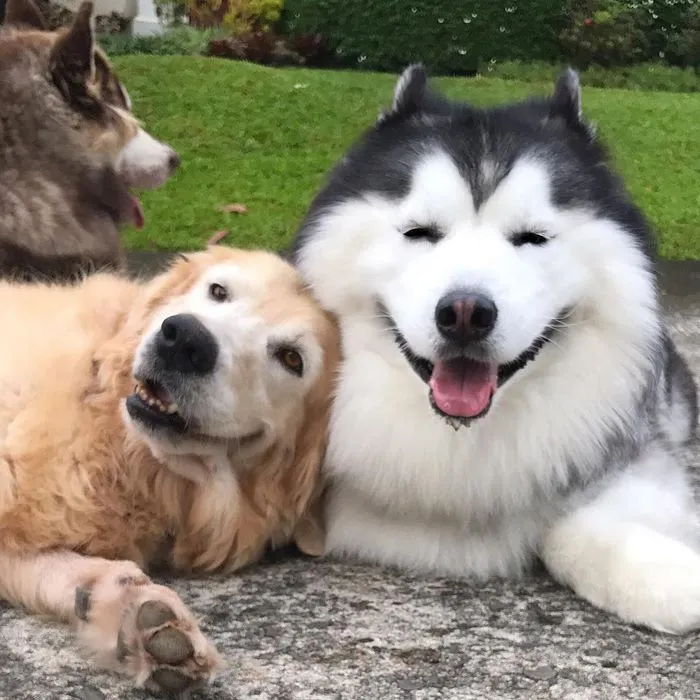 Meet Maru, The Happiest Husky In The World That Is Secretly A Panda