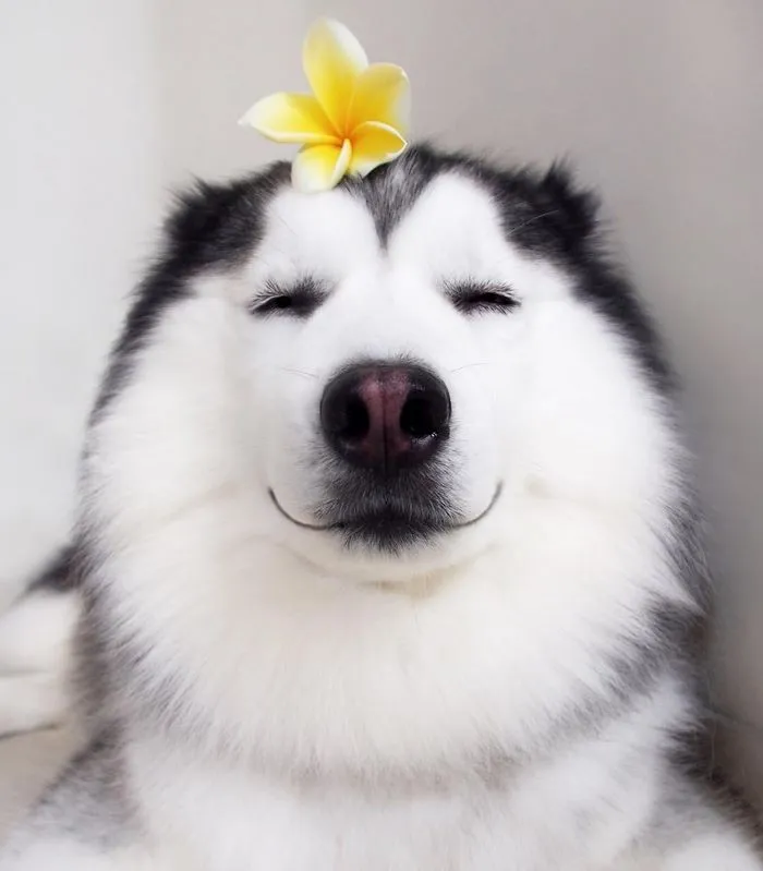 Este es Maru, el husky más feliz del mundo que es un panda en su interior