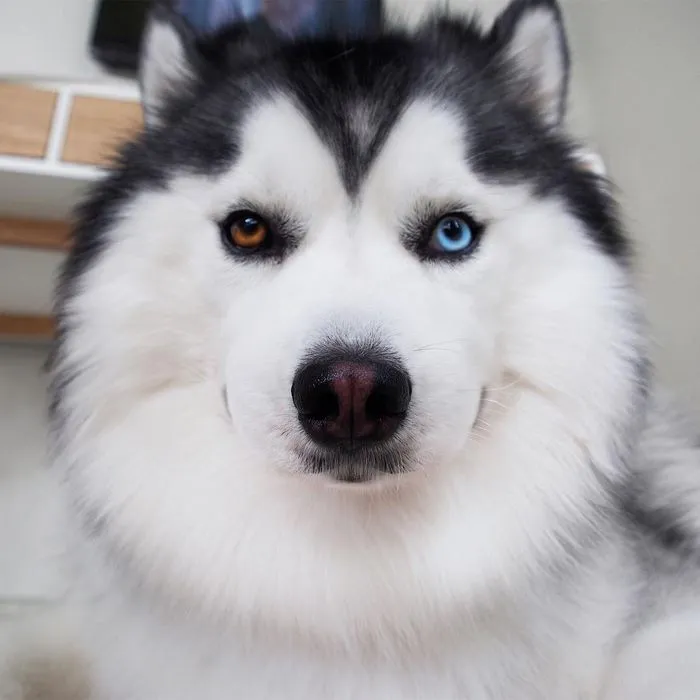 Meet Maru, The Happiest Husky In The World That Is Secretly A Panda