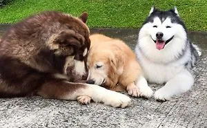 Meet Maru, The Happiest Husky In The World That Is Secretly A Panda