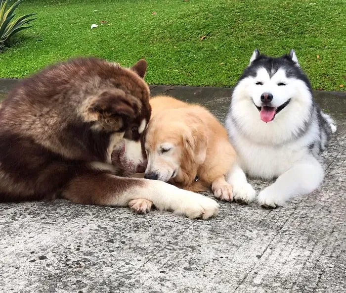 Husky Looks Like Panda