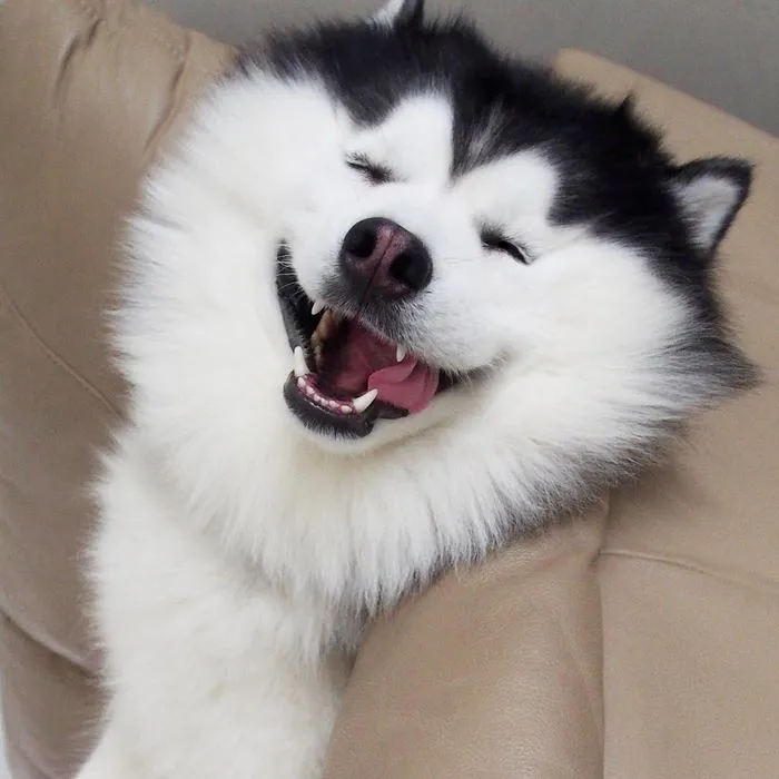 Este es Maru, el husky más feliz del mundo que es un panda en su interior