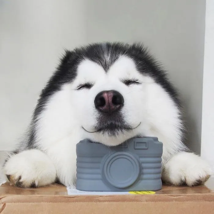 Este es Maru, el husky más feliz del mundo que es un panda en su interior