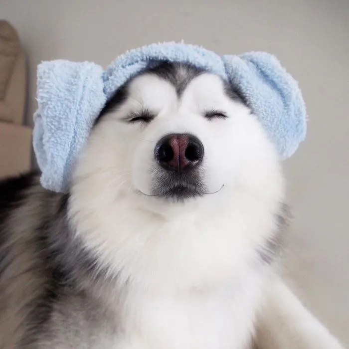 Meet Maru, The Happiest Husky In The World That Is Secretly A Panda