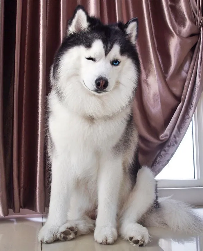 Este es Maru, el husky más feliz del mundo que es un panda en su interior