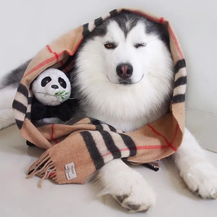 Meet Maru, The Happiest Husky In The World That Is Secretly A Panda
