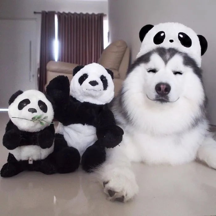 Este es Maru, el husky más feliz del mundo que es un panda en su interior