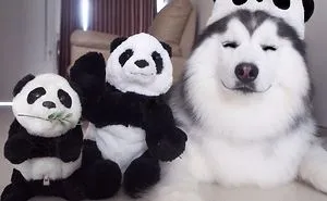Meet Maru, The Happiest Husky In The World That Is Secretly A Panda