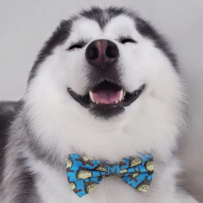 Meet Maru, The Happiest Husky In The World That Is Secretly A Panda
