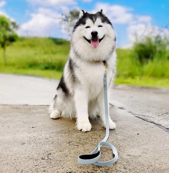 Meet Maru, The Happiest Husky In The World That Is Secretly A Panda
