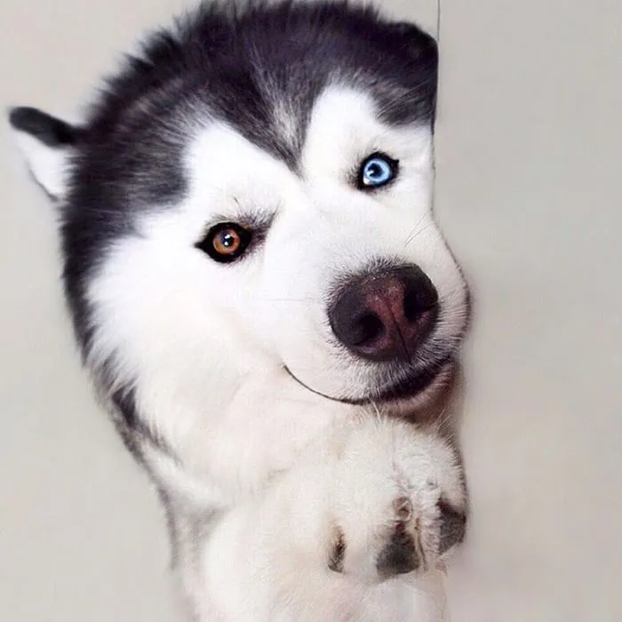 Este es Maru, el husky más feliz del mundo que es un panda en su interior