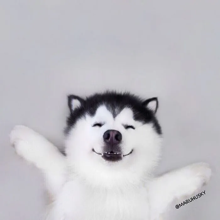 Este es Maru, el husky más feliz del mundo que es un panda en su interior