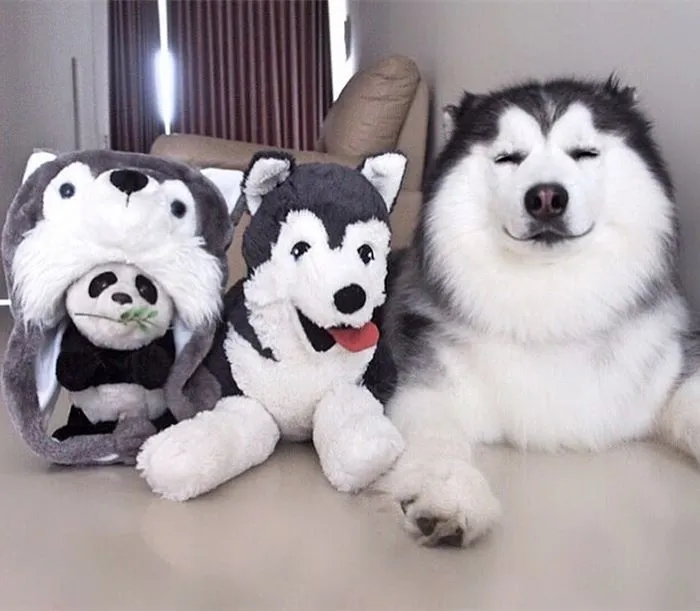 Meet Maru, The Happiest Husky In The World That Is Secretly A Panda