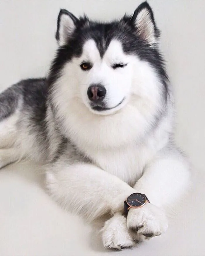 Meet Maru, The Happiest Husky In The World That Is Secretly A Panda