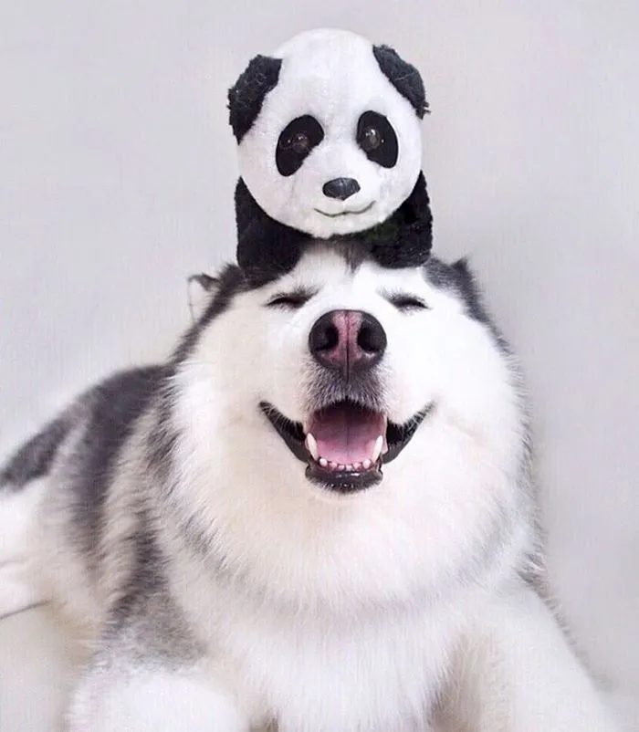 Meet Maru, The Happiest Husky In The World That Is Secretly A Panda
