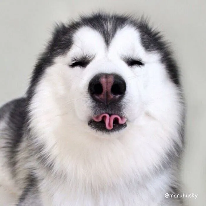 Este es Maru, el husky más feliz del mundo que es un panda en su interior