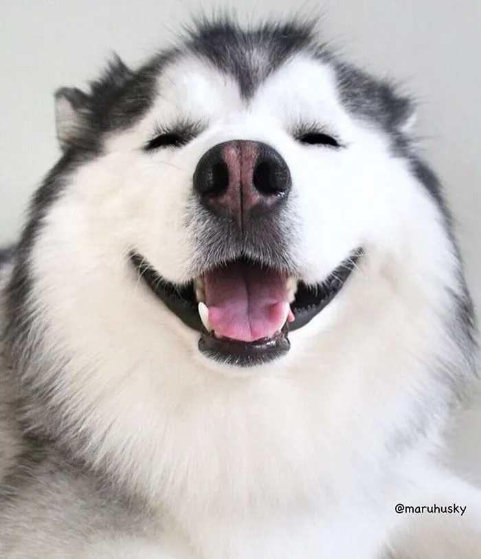 Este es Maru, el husky más feliz del mundo que es un panda en su interior