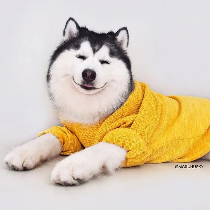 Meet Maru, The Happiest Husky In The World That Is Secretly A Panda