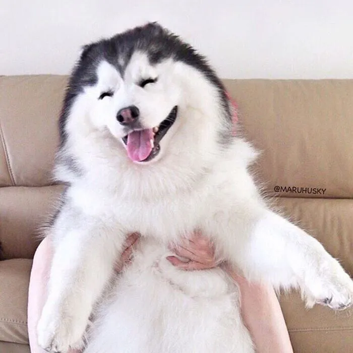 Meet Maru, The Happiest Husky In The World That Is Secretly A Panda