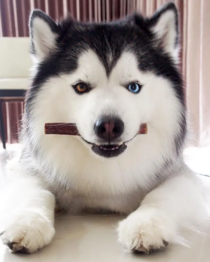 Meet Maru, The Happiest Husky In The World That Is Secretly A Panda