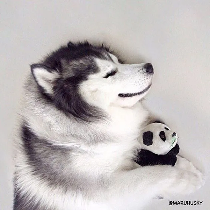 Este es Maru, el husky más feliz del mundo que es un panda en su interior