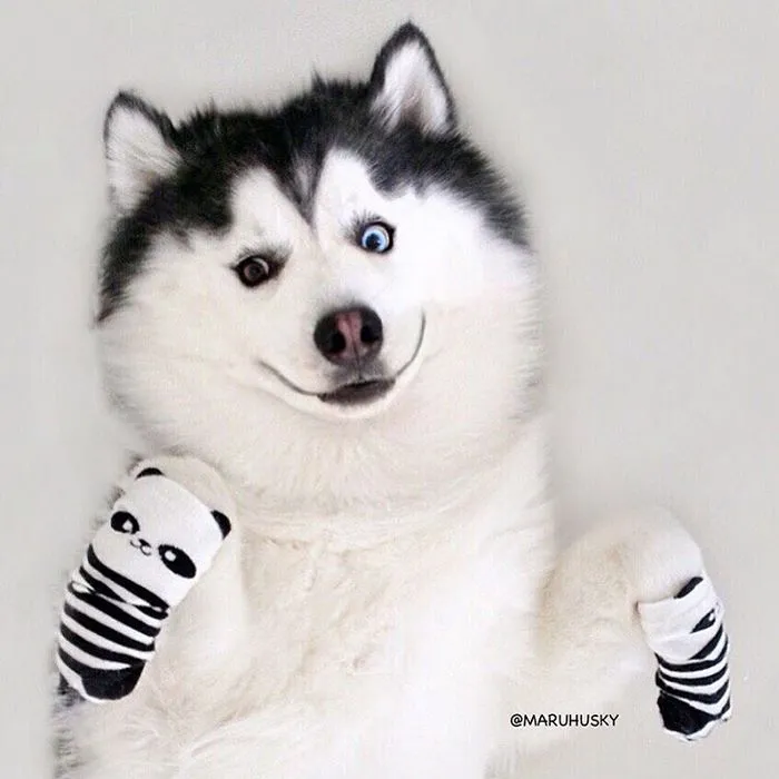 Meet Maru, The Happiest Husky In The World That Is Secretly A Panda