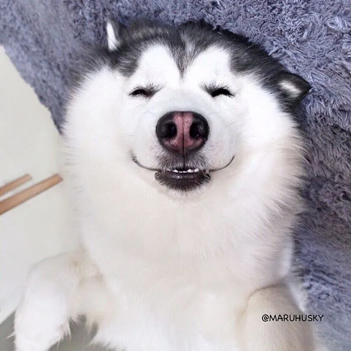 Meet Maru, The Happiest Husky In The World That Is Secretly A Panda
