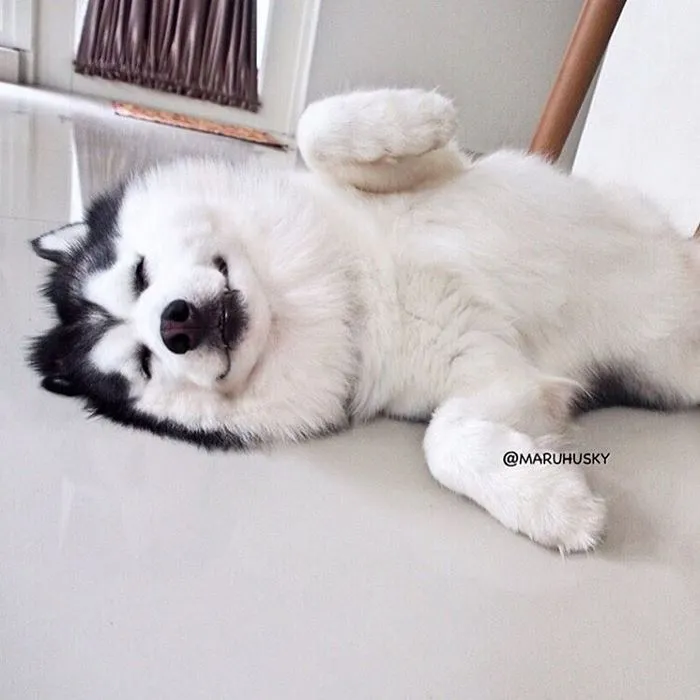 Meet Maru, The Happiest Husky In The World That Is Secretly A Panda