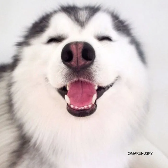 Meet Maru, The Happiest Husky In The World That Is Secretly A Panda