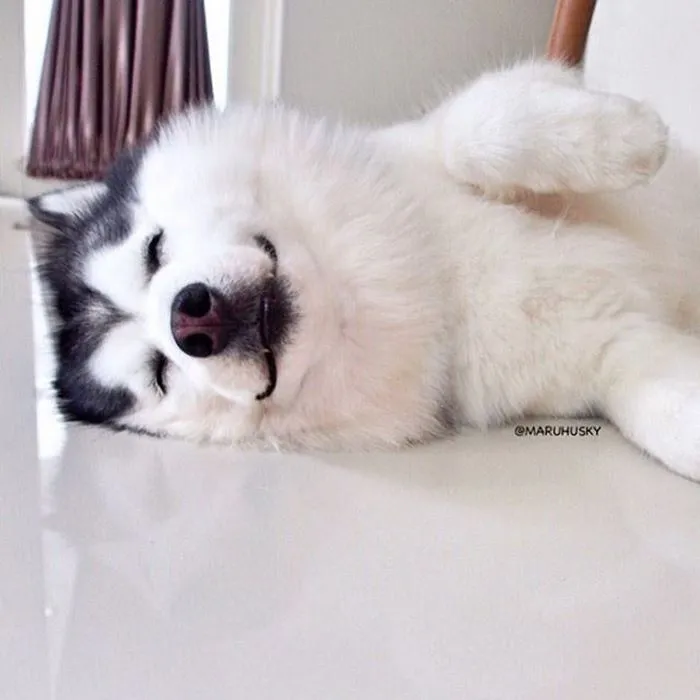 Meet Maru, The Happiest Husky In The World That Is Secretly A Panda