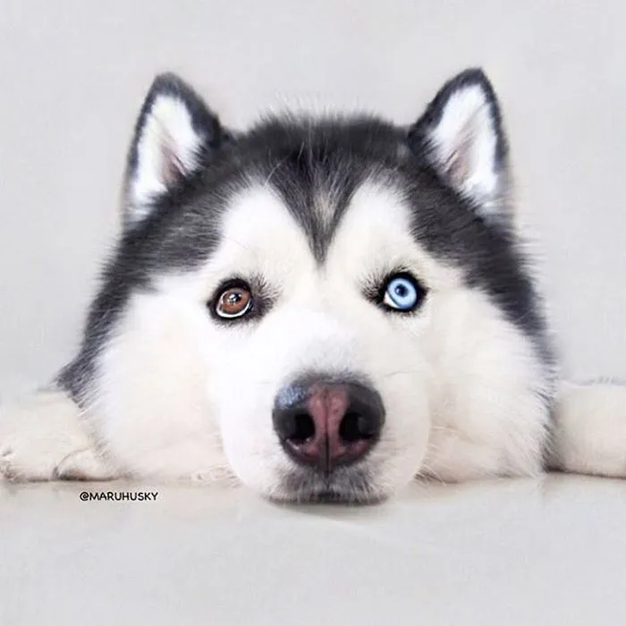 Este es Maru, el husky más feliz del mundo que es un panda en su interior