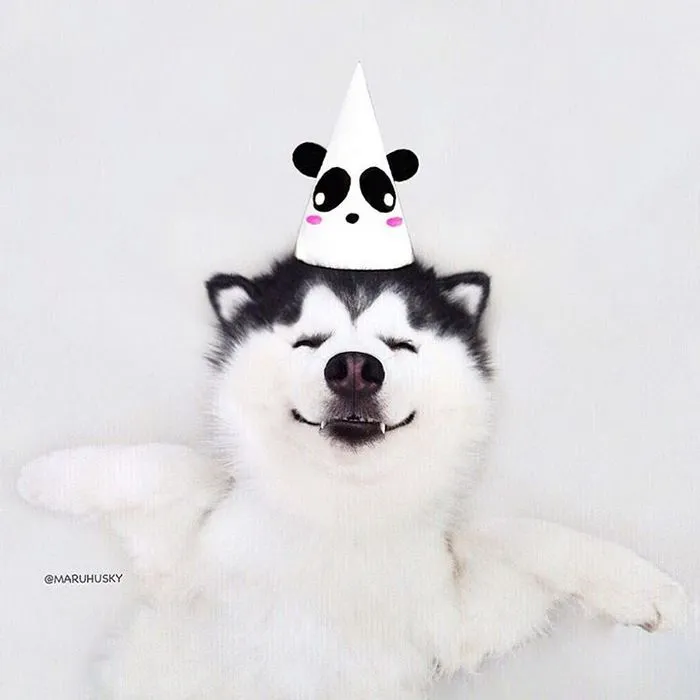 Meet Maru, The Happiest Husky In The World That Is Secretly A Panda